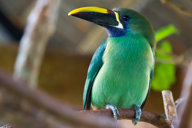 Green Toucan. I had encountered one of these a couple of weeks ago at Manuel Antonio National Park.