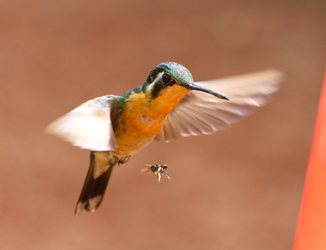 I'm pleased with this: I like the blur in the wings to indicate their speed of motion.