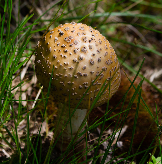 Mushroom beside the trail