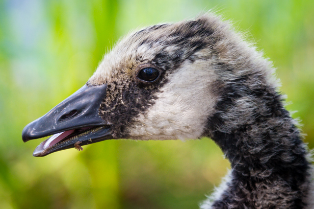 Canada goose, about 6-7 weeks old