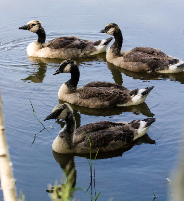 Scruffy adolescent Canada geese