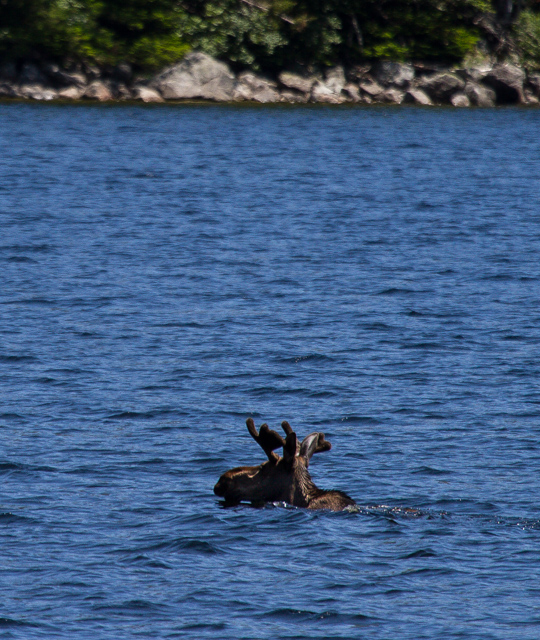 Swimming moose 1