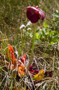 Pitcher Plant: death to insects