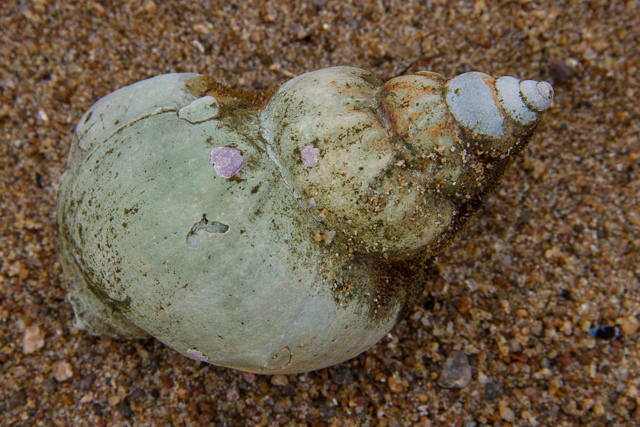 Found shell, Pinware Beach