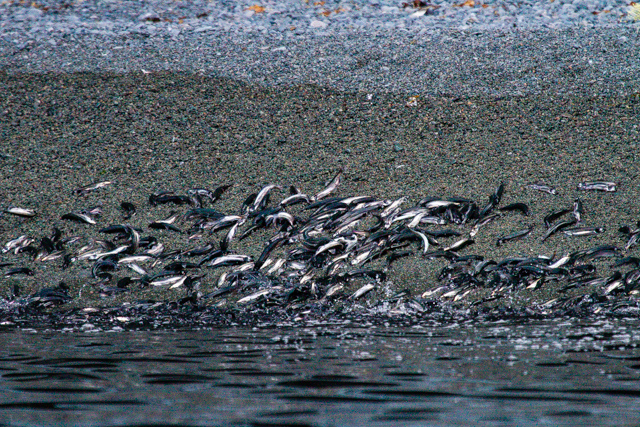 Capelin writhing on the beach.
