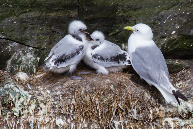 Kittiwake with two chicks. Note the unfertilized egg. This late in the season, according to the biologist there, it is unlikely that the egg wil atch.