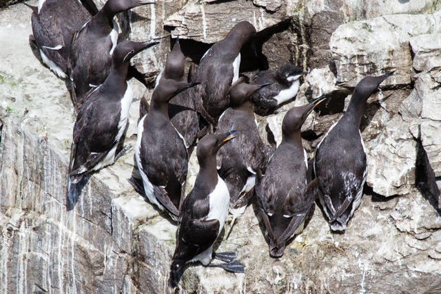 It's difficult to spot the Common Murre chicks since they always seem to be surrounded and hidden by adults. But you can spot one here.