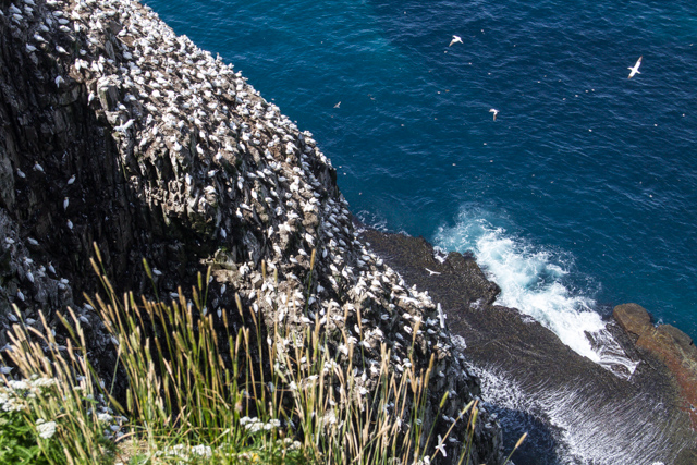 A cliff of northern gannets