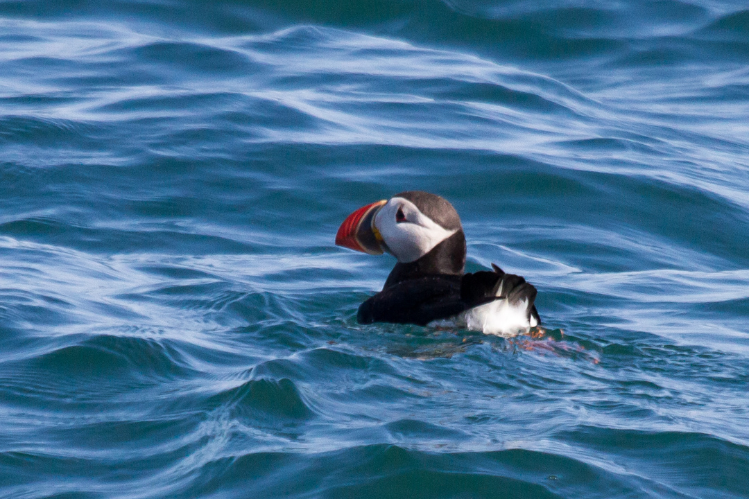 Puffins can dive 100s of feet underwater in search of prey