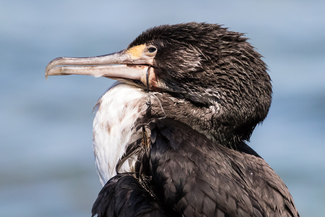 Take a closer look at this shag and note especially  the fishing line snarled in its beak. One of our guides attempted to call for a rescue, for the bird would almost certainly die without some intervention. I was unable to find out whether a rescue was in fact attempted.  