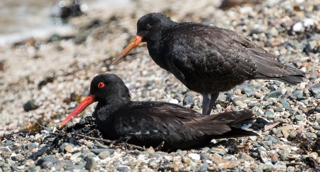 Variable Oystercatcher (sometimes called Black Oystercatcher). Conservation status: Recovering. Their numbers dipped dangerously low before being protected in 1922. 