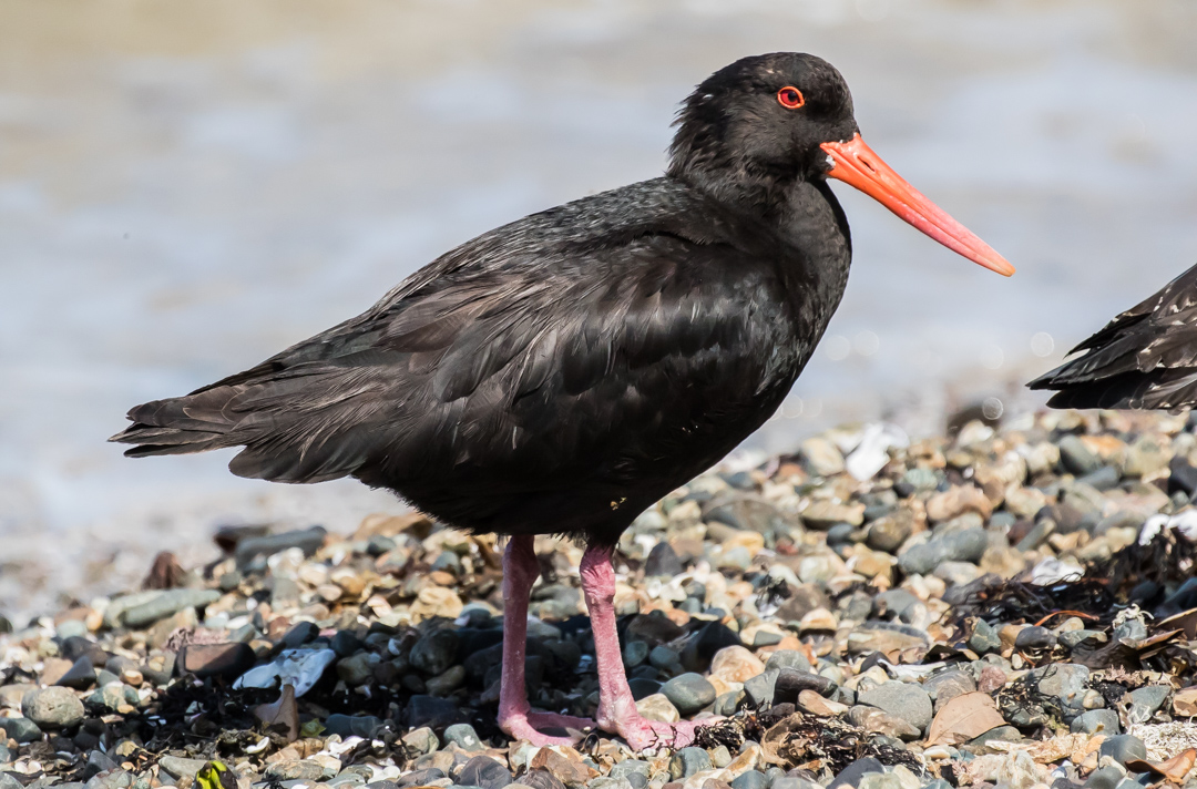 The adult Black Oystercatchers are black with bright red beaks. Juvenile beaks are more orange, and their colouring greyer.