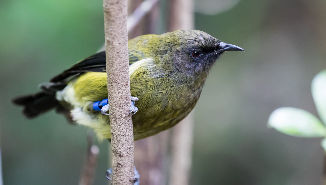 Bellbird (female). Conservation Status: Not threatened.
