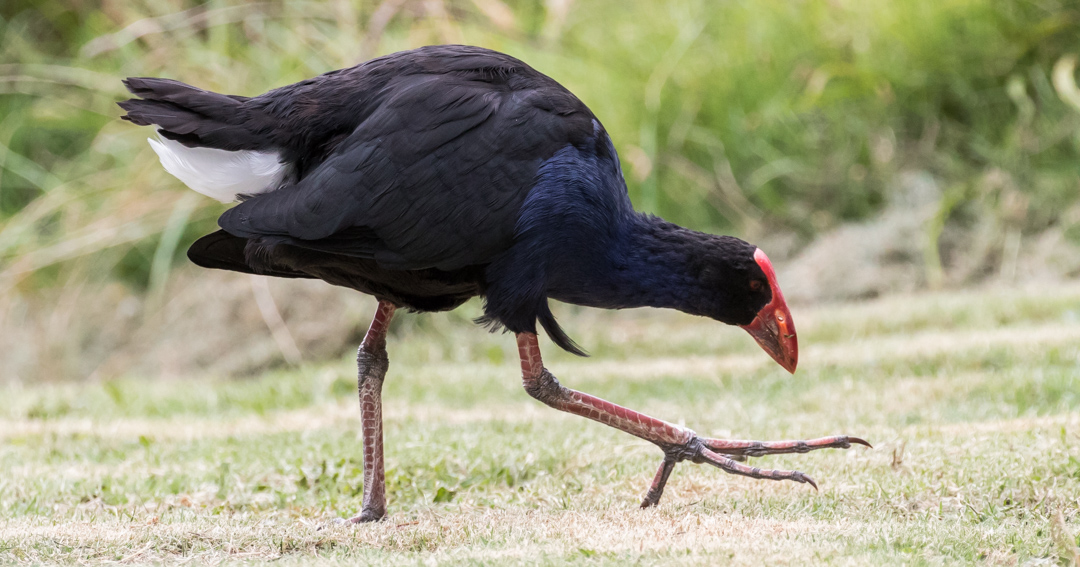 Pukeko. conservation status: Widespread. Pukeko form social groups and can have multiple breeding males and females, but all eggs are laid in a single nest and the group offspring are raised by all group members.
