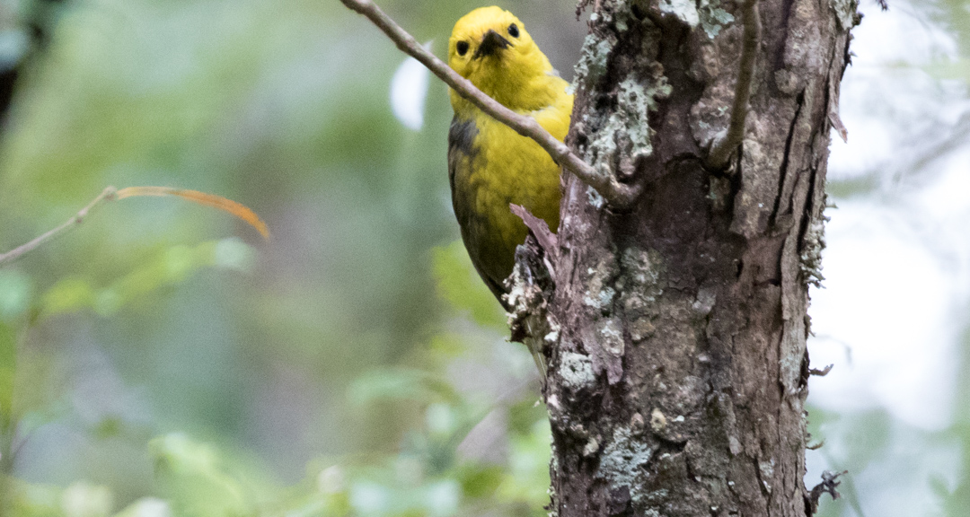 Yellowhead.Since the 1970s their range contraction has been dramatic, with many of the small scattered populations disappearing.  They have been introduced to several predator-free southern islands where they have mostly flourished.