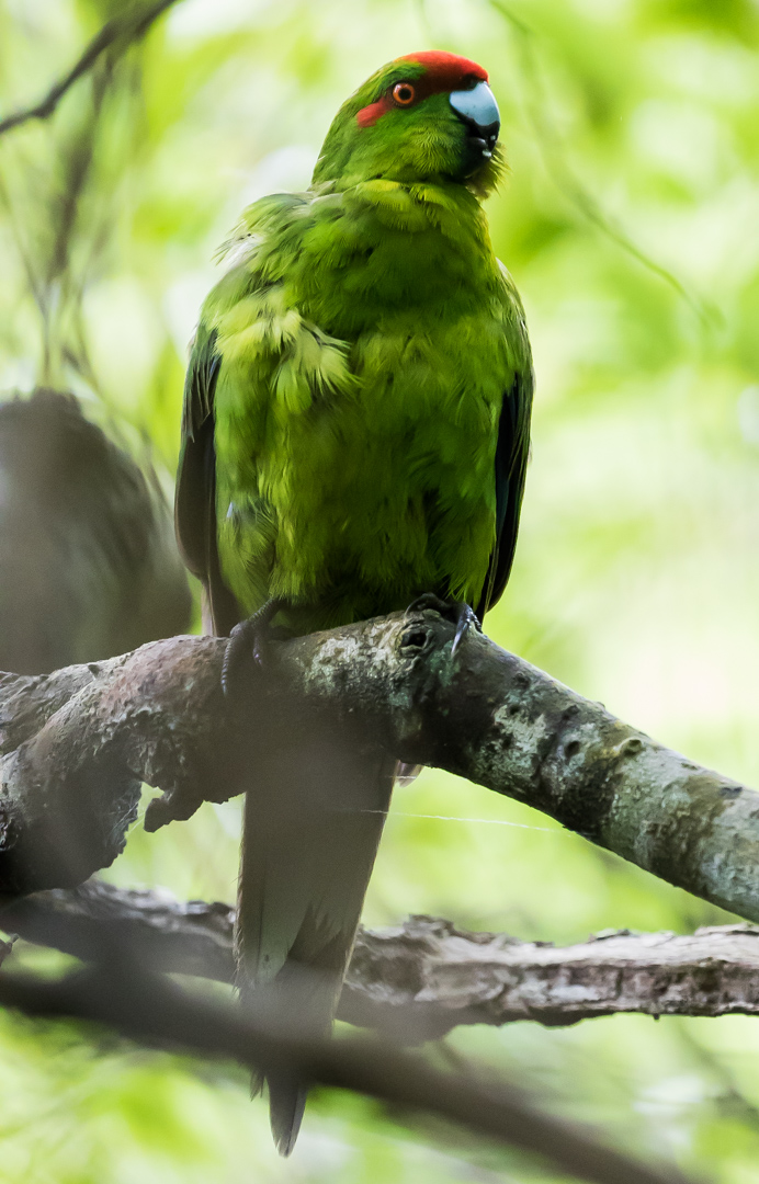 Red-crowned parakeet: a medium-sized, emerald green parrots with an obvious red crown. Although they are widely distributed throughout the New Zealand region, and very common on some islands, they are now rare on the two main islands.
