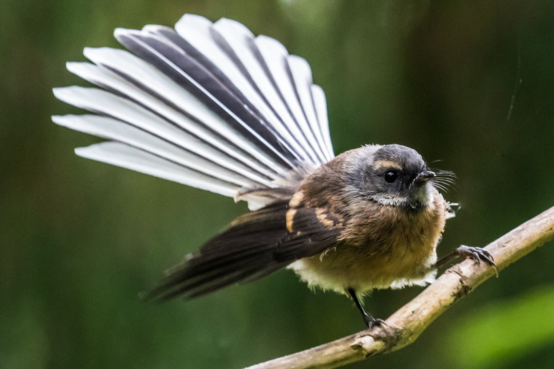 Fantail. I often saw these flying around me while I was tramping (New Zealandese for hiking)  through the Ulva forest. Turns out they're opportunists and are simply hoping you'll disturb a few insects as you make your way along the path.