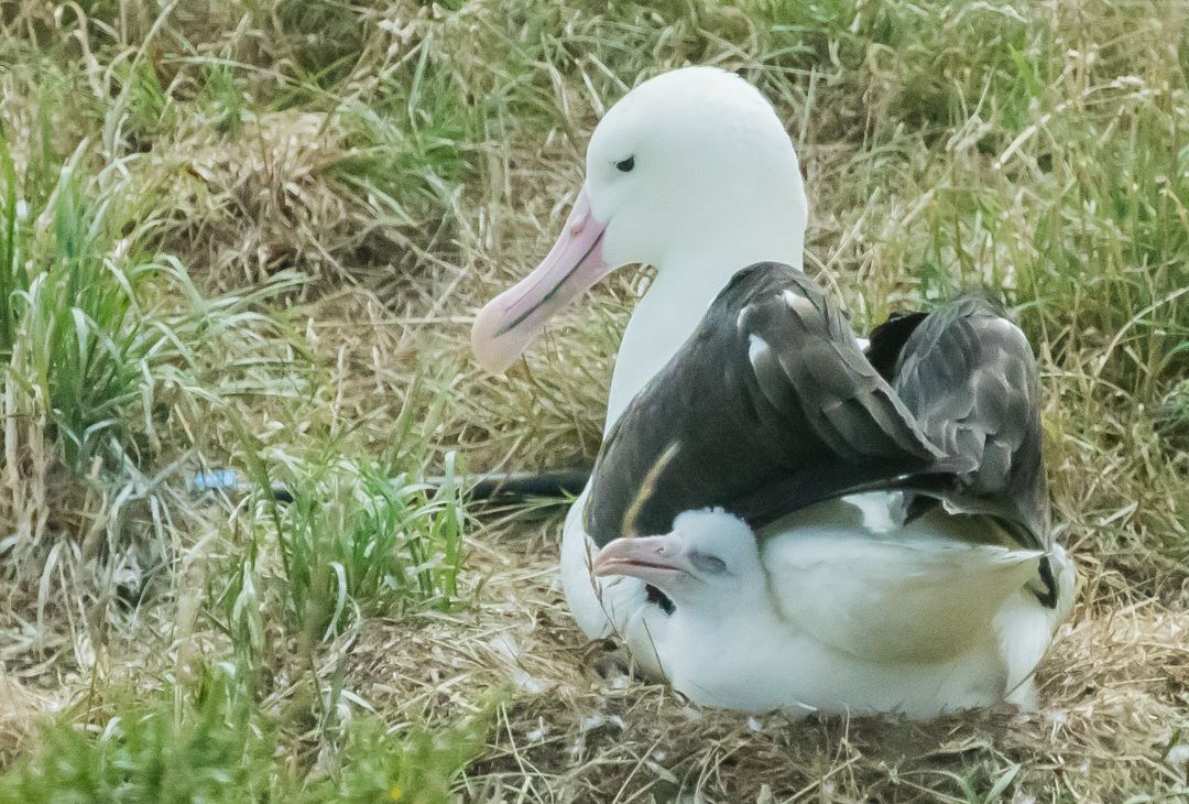 At the royal albatross colony, a female nurtures her chick. During the nesting season, the feathers on the underside  of the adult disappear, providing direct body warmth for the chick.