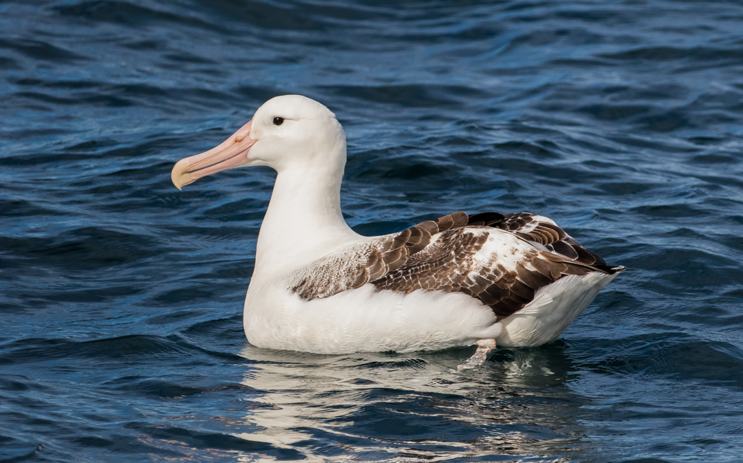 Albatross on the water, off the coast of Kaikoura