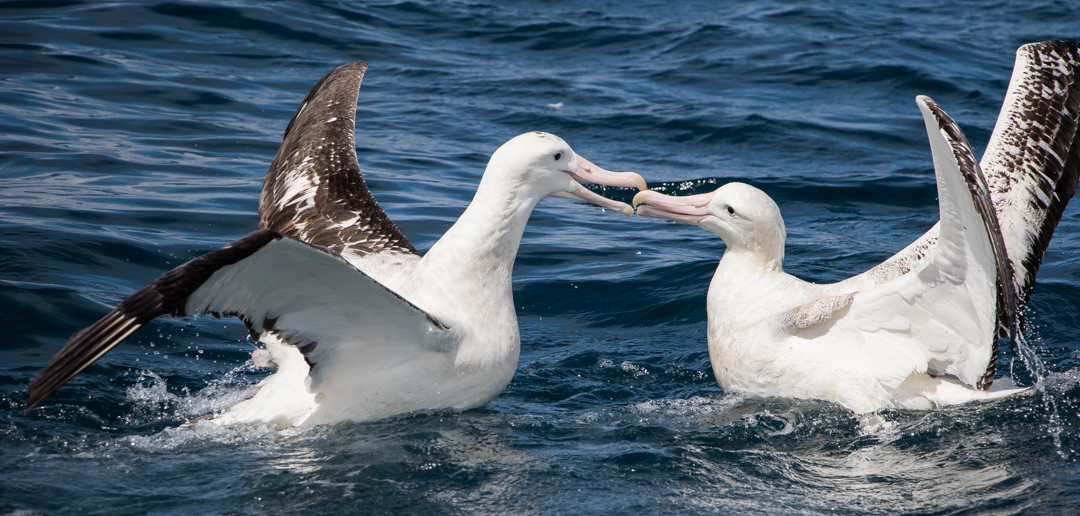 Although they look docile,, albatross can squabble, sometimes visciously, over food.