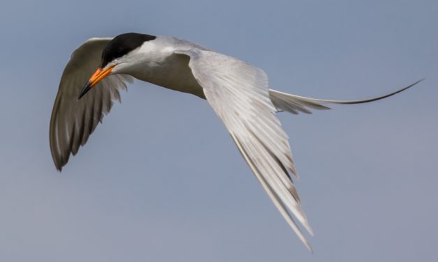 Manitoba Marshland Birds
