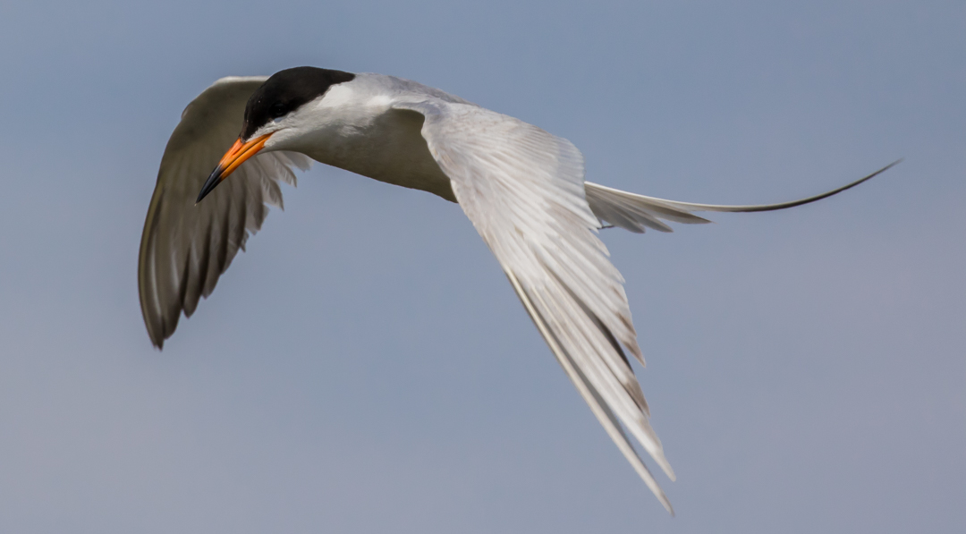 Manitoba Marshland Birds