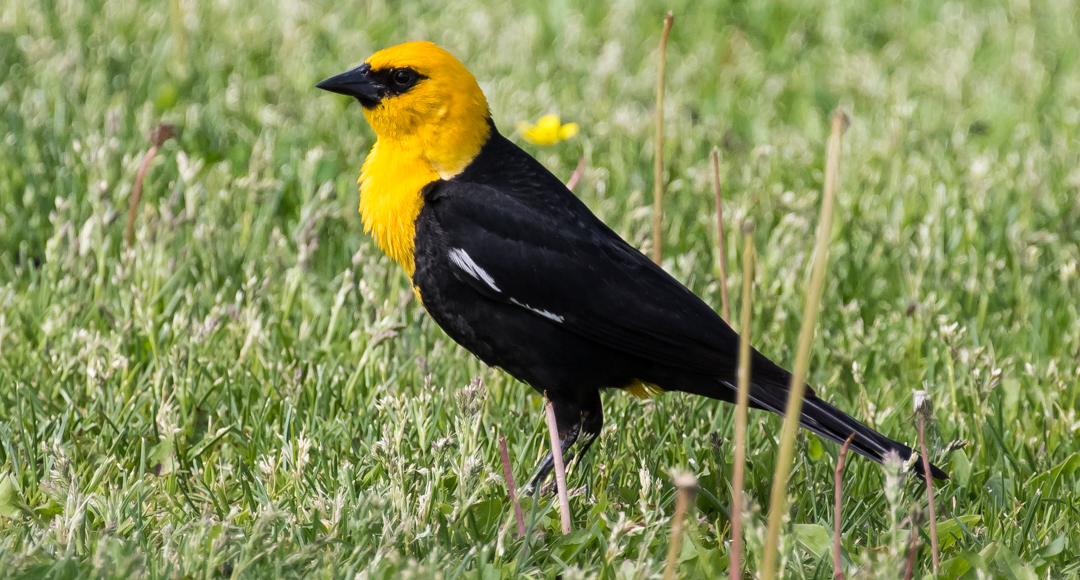 Manitoba Marshland Birds The Perfect Day Factory